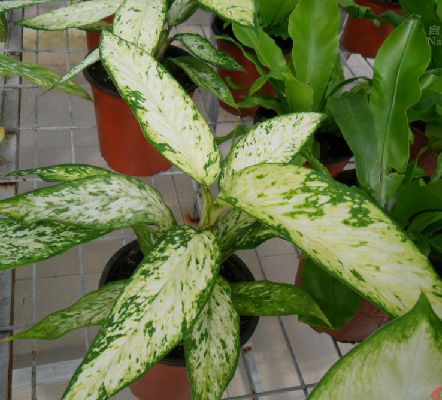  p>白斑万年青(学名: i>dieffenbachia bowmannii /i>  carr.