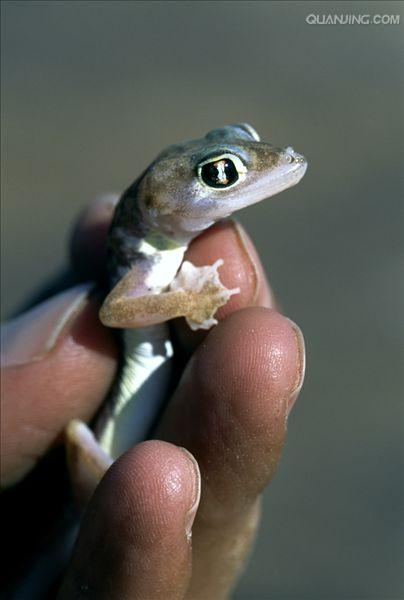  p>壁虎是蜥蜴的一种,又称"守宫".