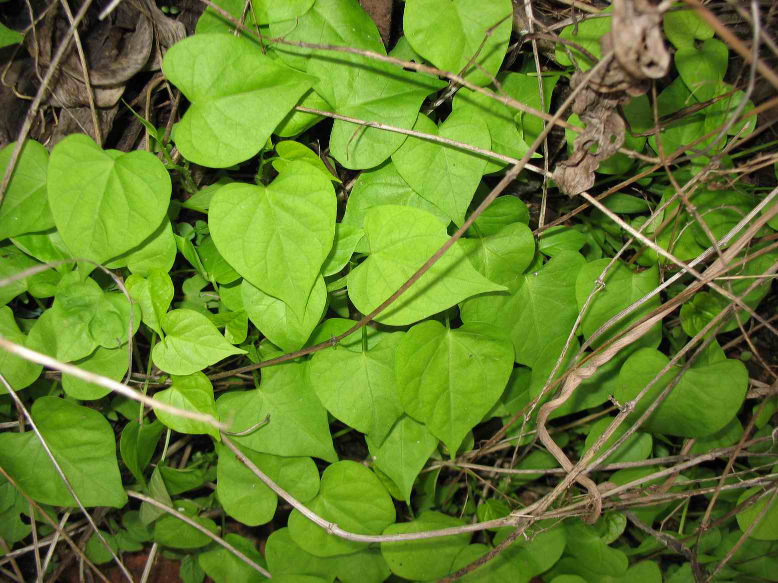  p>红薯叶(多年生蔓性草本植物)又称地瓜叶,即红薯生长过程中的茎上的