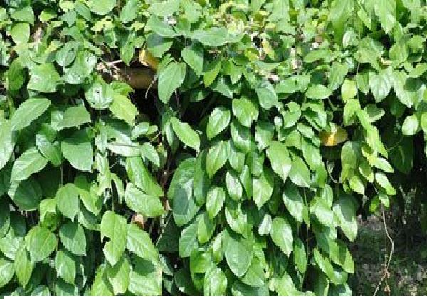  p>天仙藤(学名: i>fibraurea recisa /i> pierre.