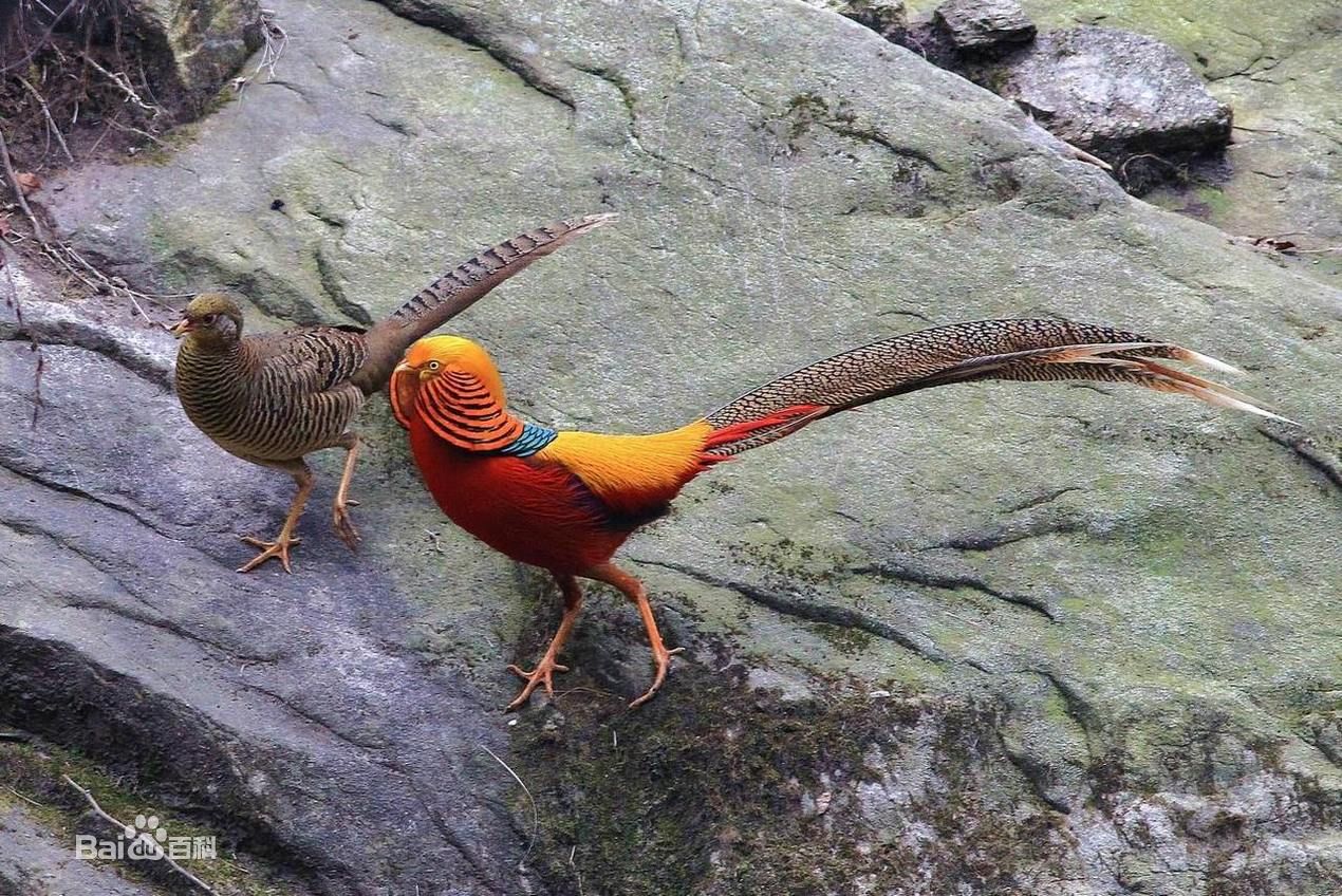  p>国鸟(national bird): a target="_blank" href="/item/鸟类">鸟类