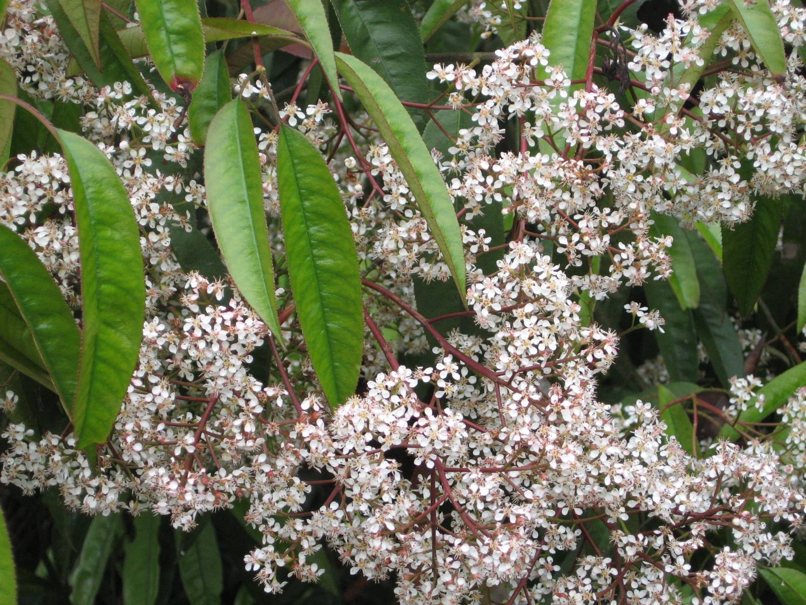  p>桃叶石楠(拉丁名: i>photinia prunifolia /i> (hook. et arn.
