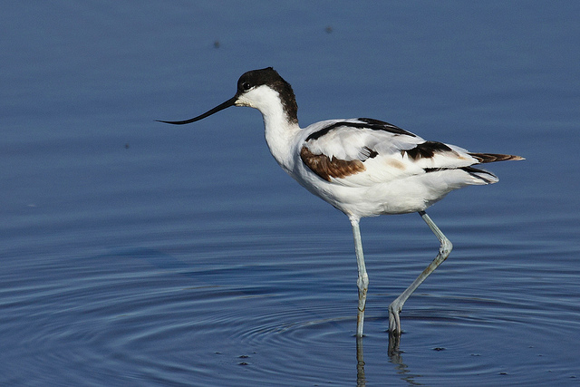  p>反嘴鹬(学名: i>recurvirostra avosetta /i>)是反嘴鹬科反嘴鹬属