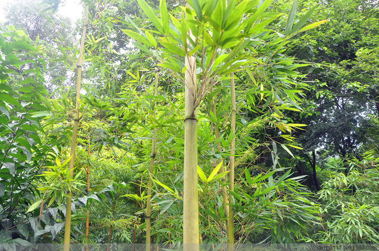  p> a href="#">斑苦竹 i>plieioblaslus maculatus /i> /a>,秆高3-4m