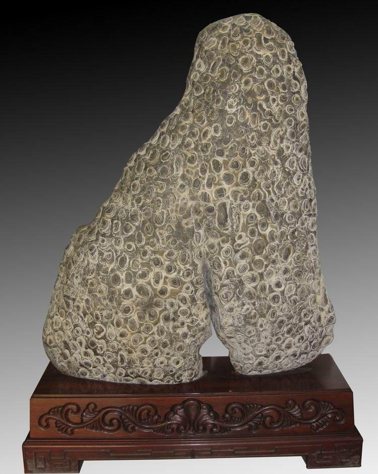  p data-id="gnwheo422m">金钱石又名富贵石,是 a target="_blank"