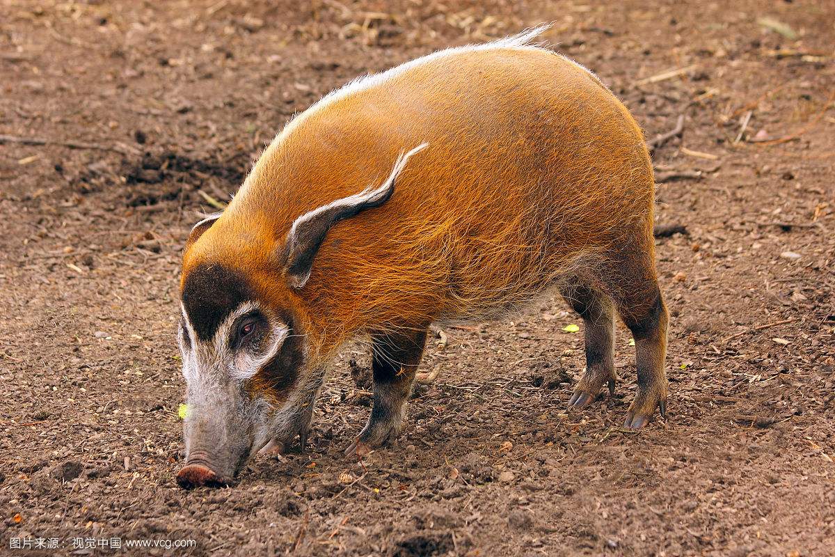 非洲河猪