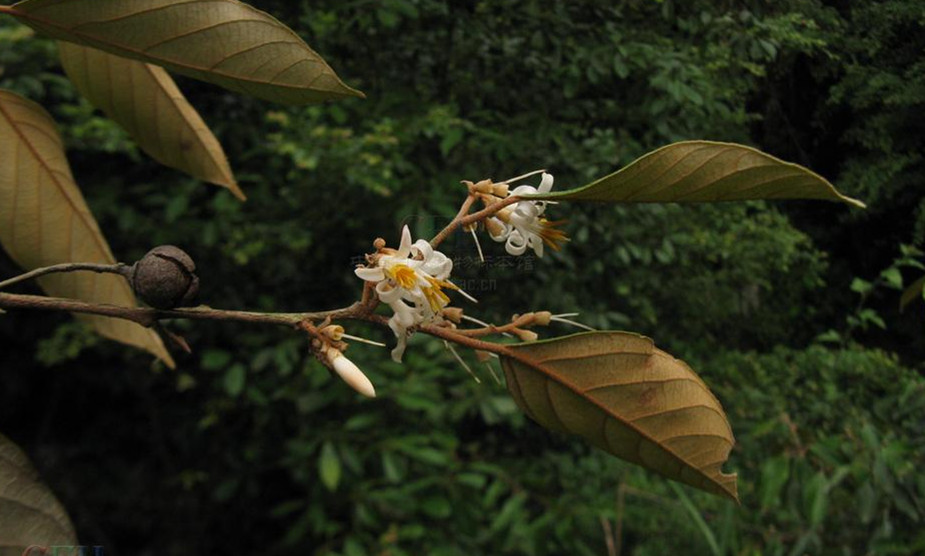  p>中华安息香(学名: i>styrax chinensis  /i>hu et s.y.