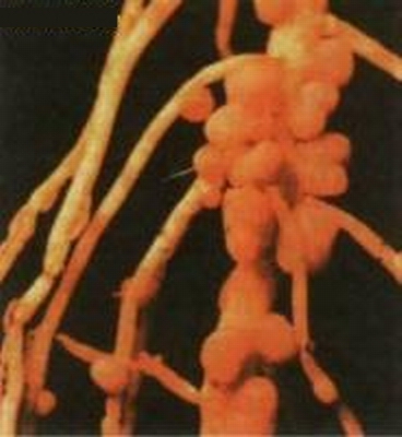 target="_blank" href="/item/生物固氮/4662314" data-lemmaid="