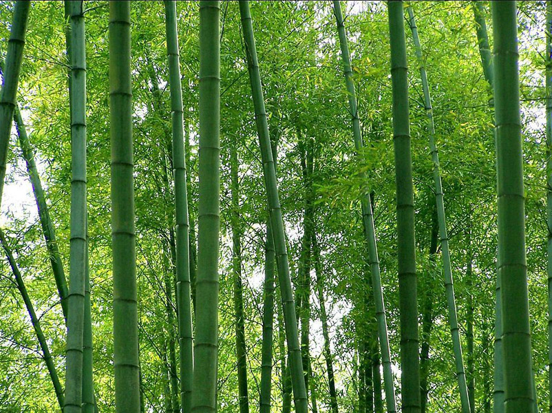  p>龙头竹(学名: i>bambusa vulgaris /i> schrader ex wendland)是