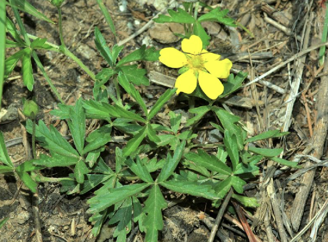 potentilla flagellaris