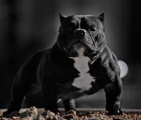 凶神恶煞的恶霸犬 其实温暖如春 百科ta说