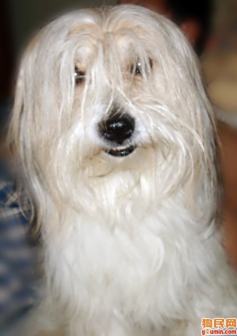 拉萨犬
