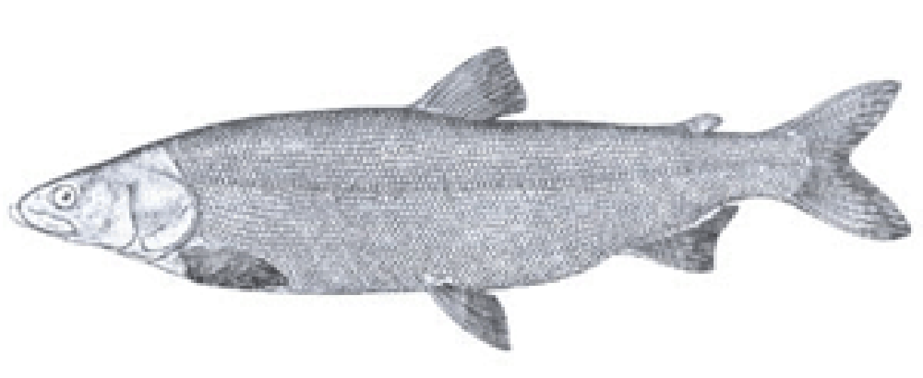  p>异龙鲤(学名: i>cyprinus /i> ( i>mesoc