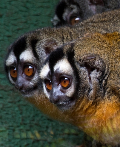  p>夜猴(学名: i>aotus trivirgatus /i>):体长240-370毫米,尾长316