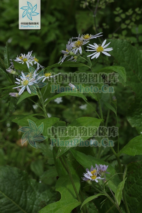  p>多年生 a href="#">草本 /a>,根状茎长.