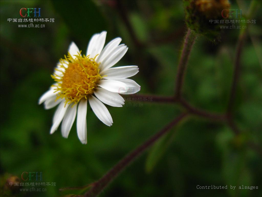  p>显脉旋覆花又称威灵菊,草威灵,黑威灵,威灵仙(云南),小黑药,黑根
