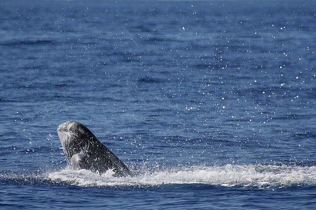  p>灰海豚(学名:grampus griseus).