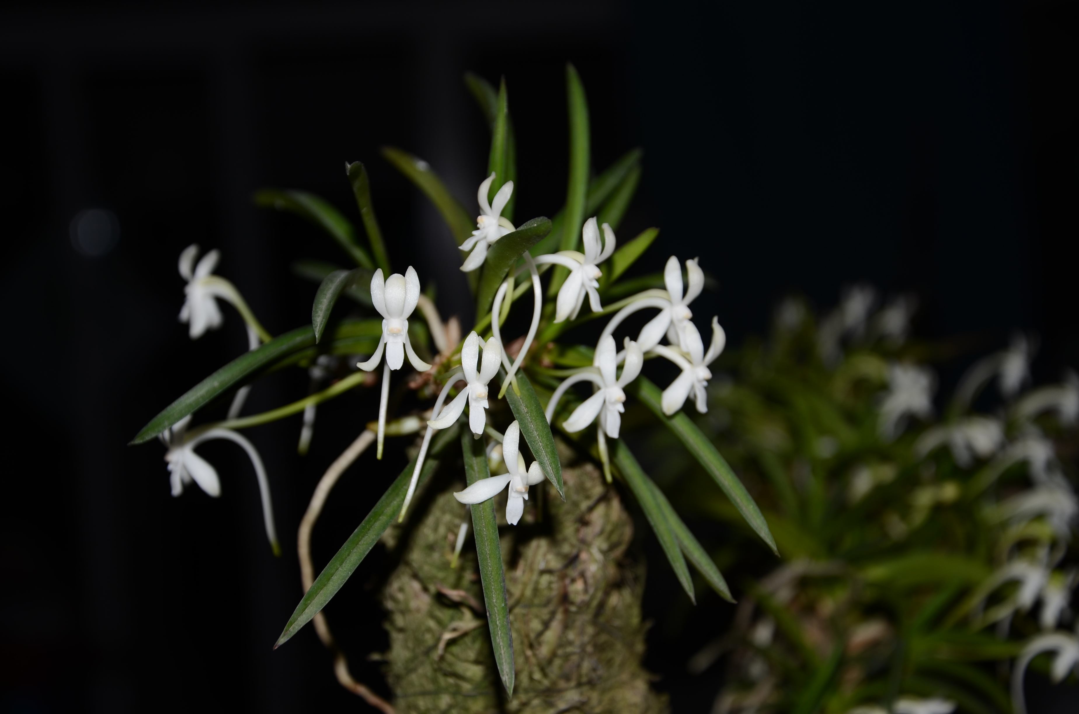 hu)是兰科风兰属植物,株高8~10厘米,茎稍扁