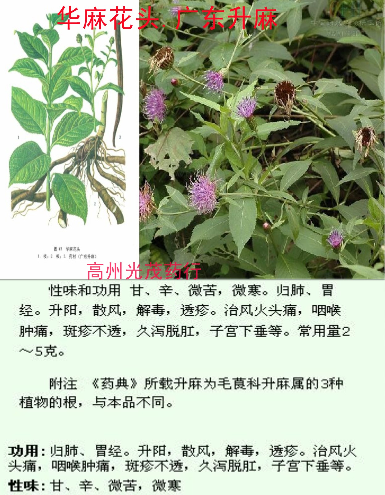别名:龙眼根,周麻,窟窿牙根,为毛茛科,升麻属植物大三叶升麻,兴安升麻