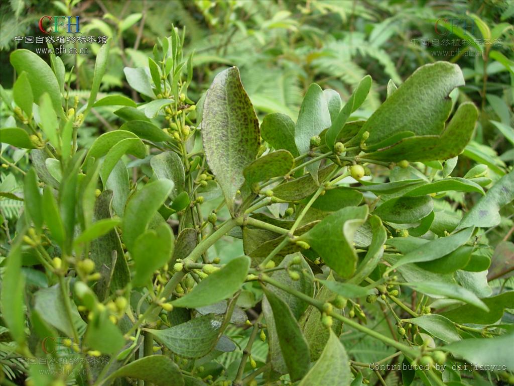  p> b>瘤果槲寄生 /b>(学名: i>viscum ovalifolium /i>)为桑寄生科槲