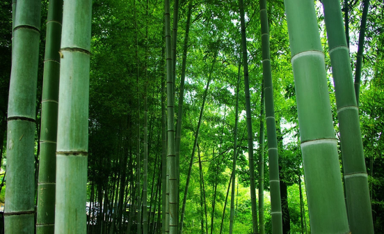 竹（禾本科竹亚科植物）_百度百科