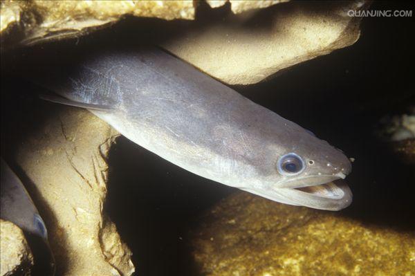  p>鳗鲡科, i>anguillidae  /i>(rafinesque, 1810),鳗鲡目鳗鲡亚目的