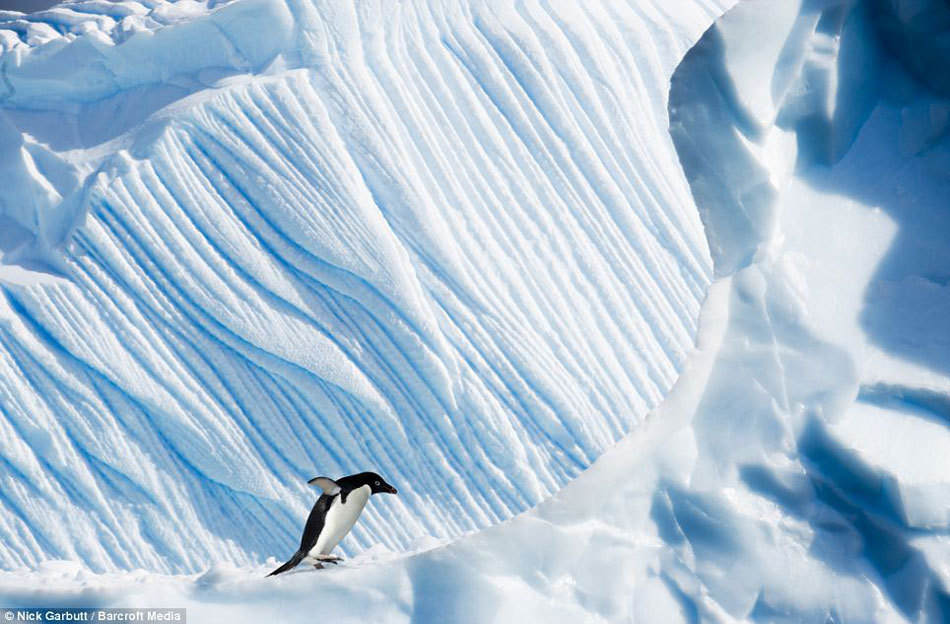  p> b>南极洲(antarctica) /b>,围绕南极的大陆,地球七大洲之一.