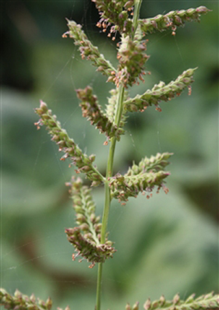 echinochloa colonum (l. ) link