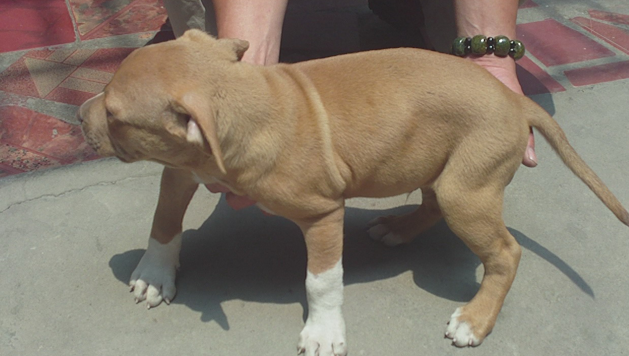  p>比特犬(英文名:american pit bull terrier),比特犬也称美国比特犬