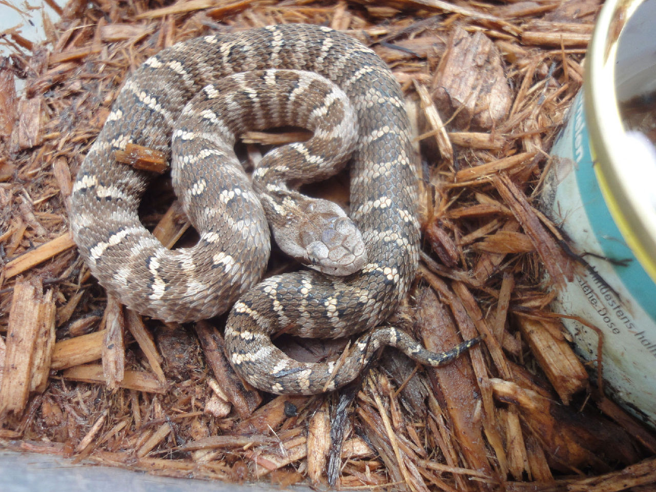 gloydius shedaoensis