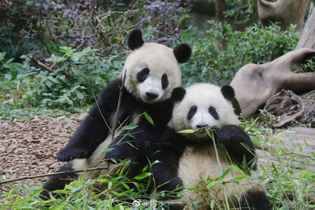  p data-id="tcbh4mplnwmc">大熊猫"玖菜花叶"组合,指于2020年出生在 