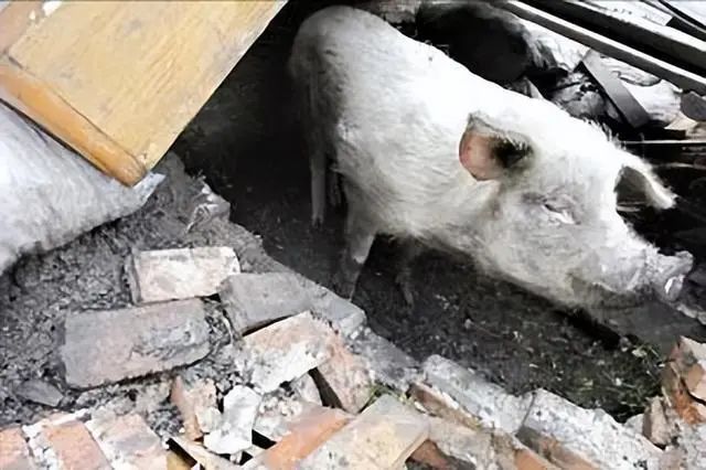 当一个网红，决定向死而生_百科TA说