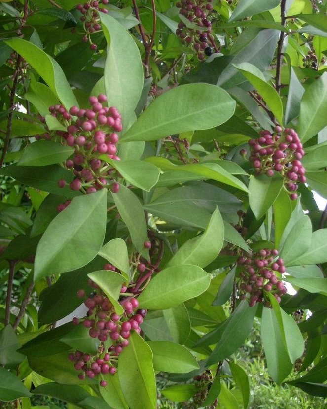  p>东方紫金牛( a href="#" data-lemmaid="8074290">学名 /a>