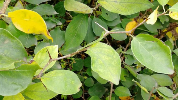 柘（桑科橙桑属植物）_百度百科