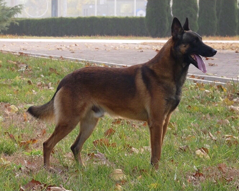 bd6o96np">马里努阿犬,体型适中,外形匀称呈方形,头颈高昂;身躯精干