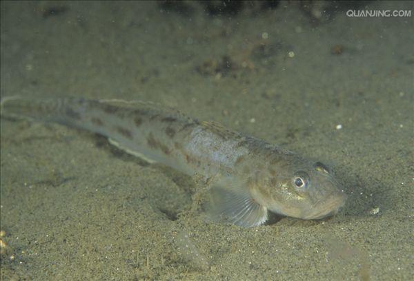  p>虾虎鱼是虾虎鱼科各虾虎鱼种类的统称.