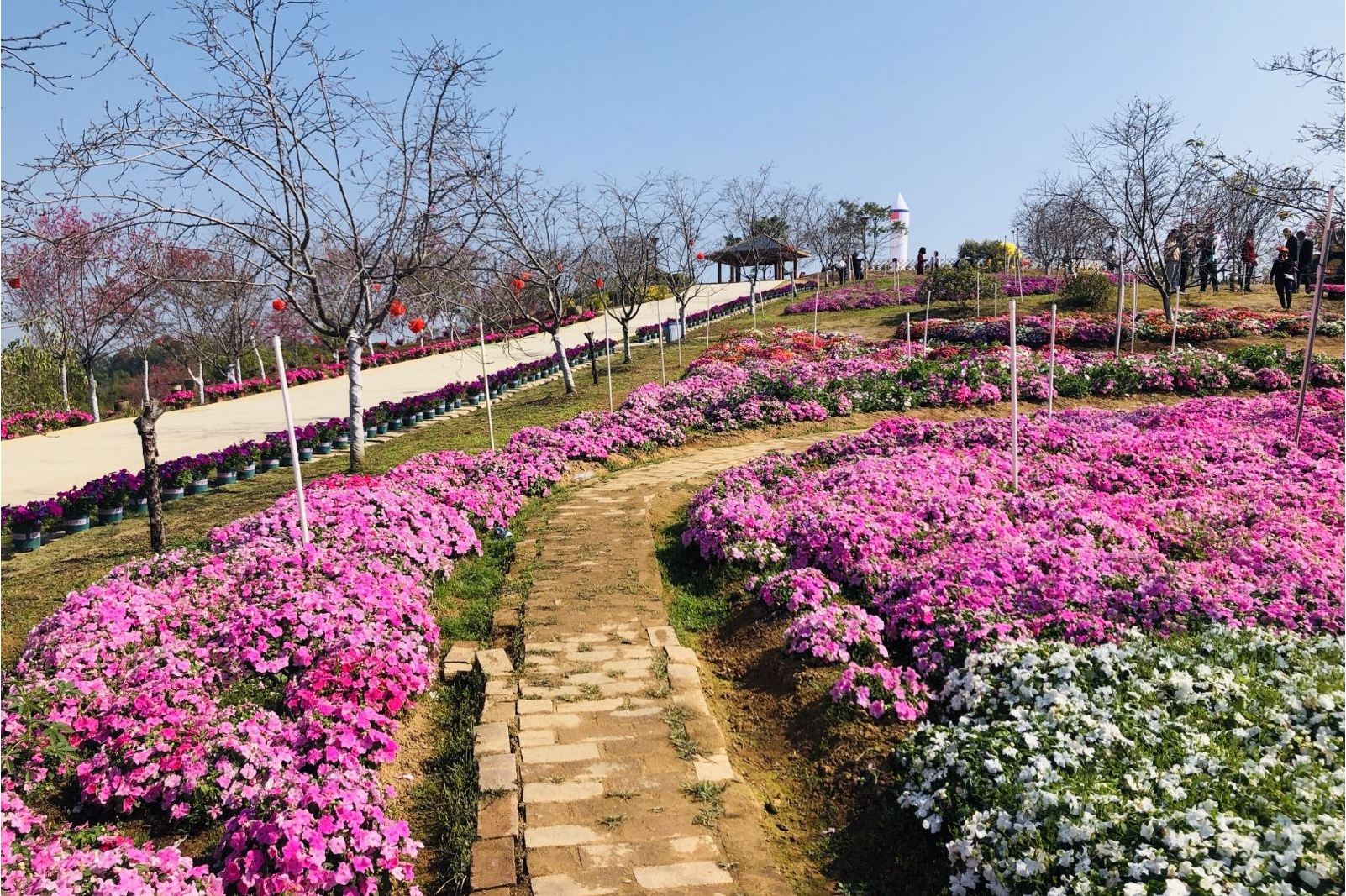  p data-id="t0yhkllcjuyd">樱山花谷是揭阳市揭西县境内的景区,位于