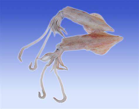  p data-id="go0a3ogloj">软体动物门 a target="_blank" href="/item