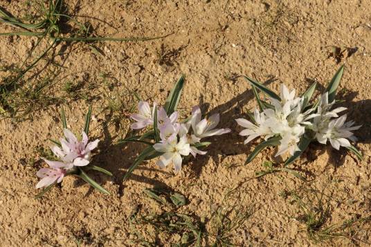 Colchicum ritchii_百度百科