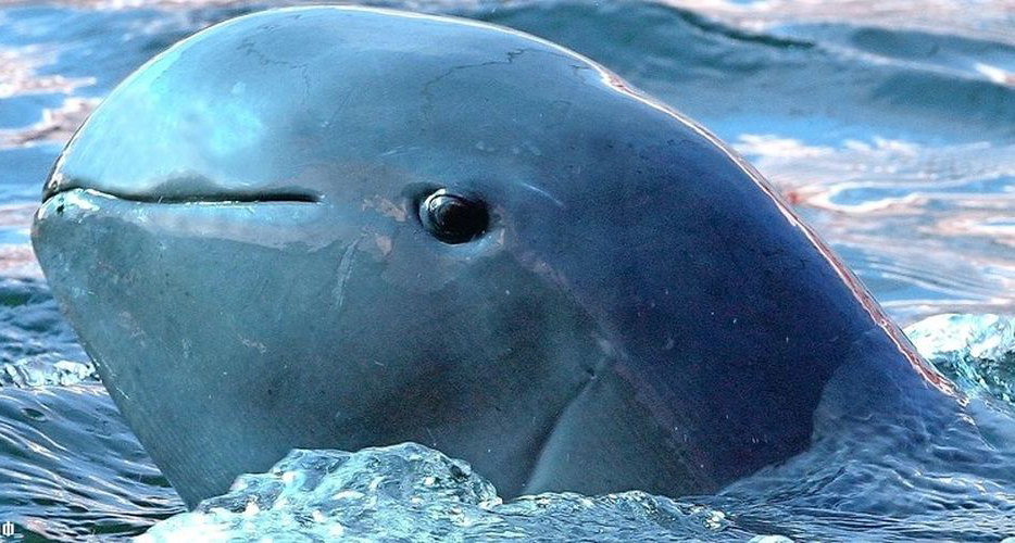 irrawaddy dolphin
