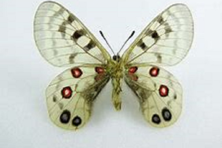 君主绢蝶玉龙亚种