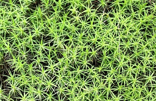 <p>千年苔藓