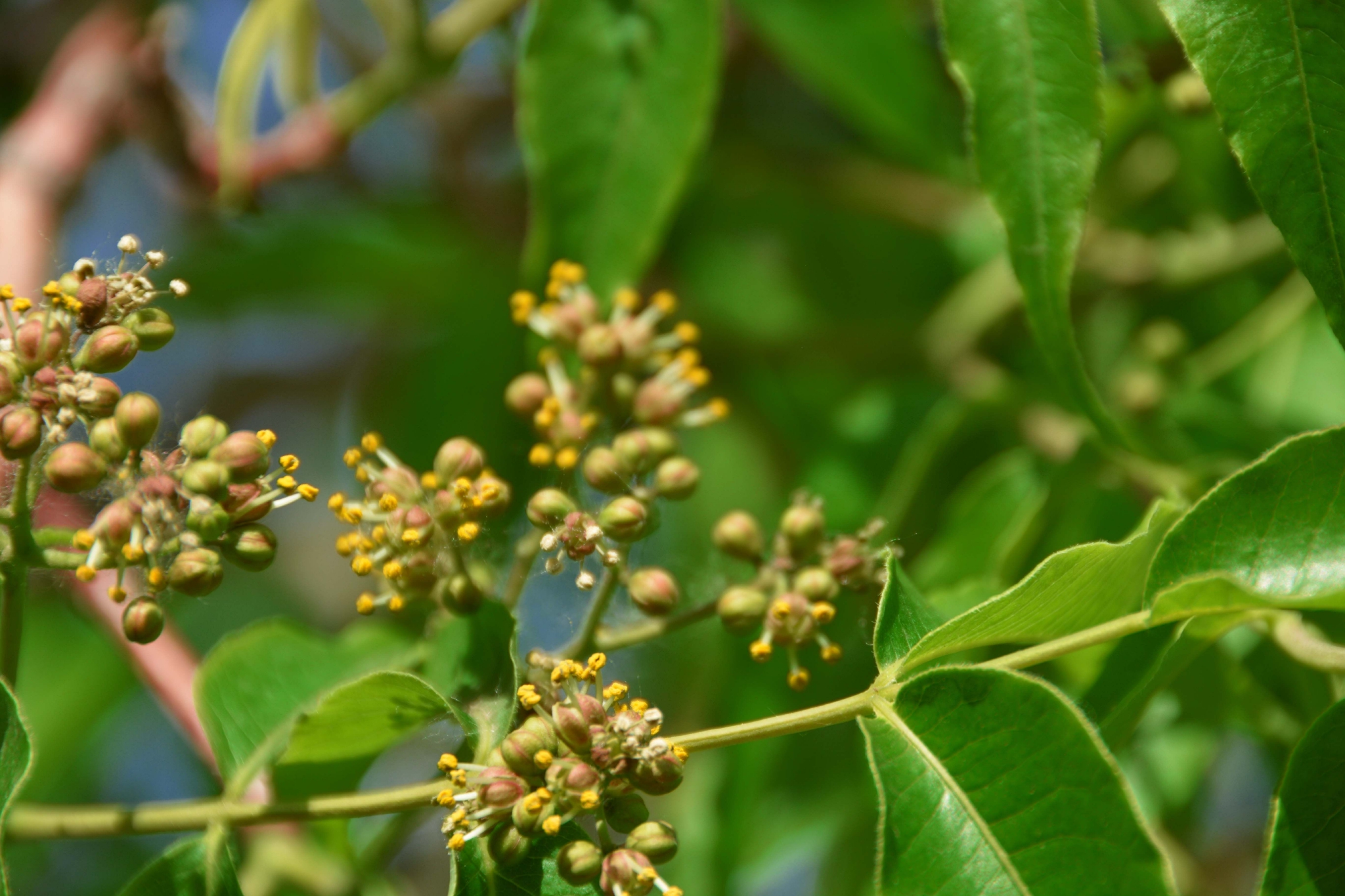 是芸香科黄檗属落叶乔木.