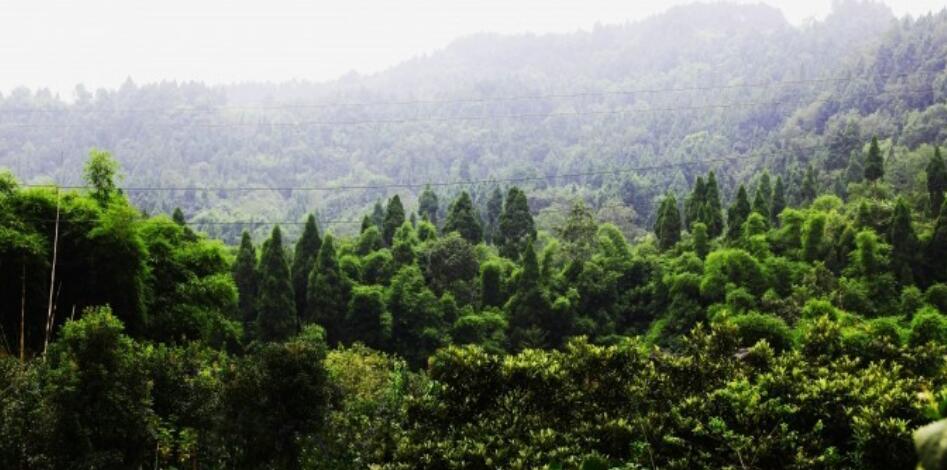  p data-id="gnateofo79">仁和镇,隶属于四川省宜宾市江安县,地处江安