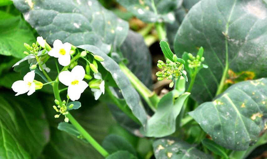 白花甘蓝