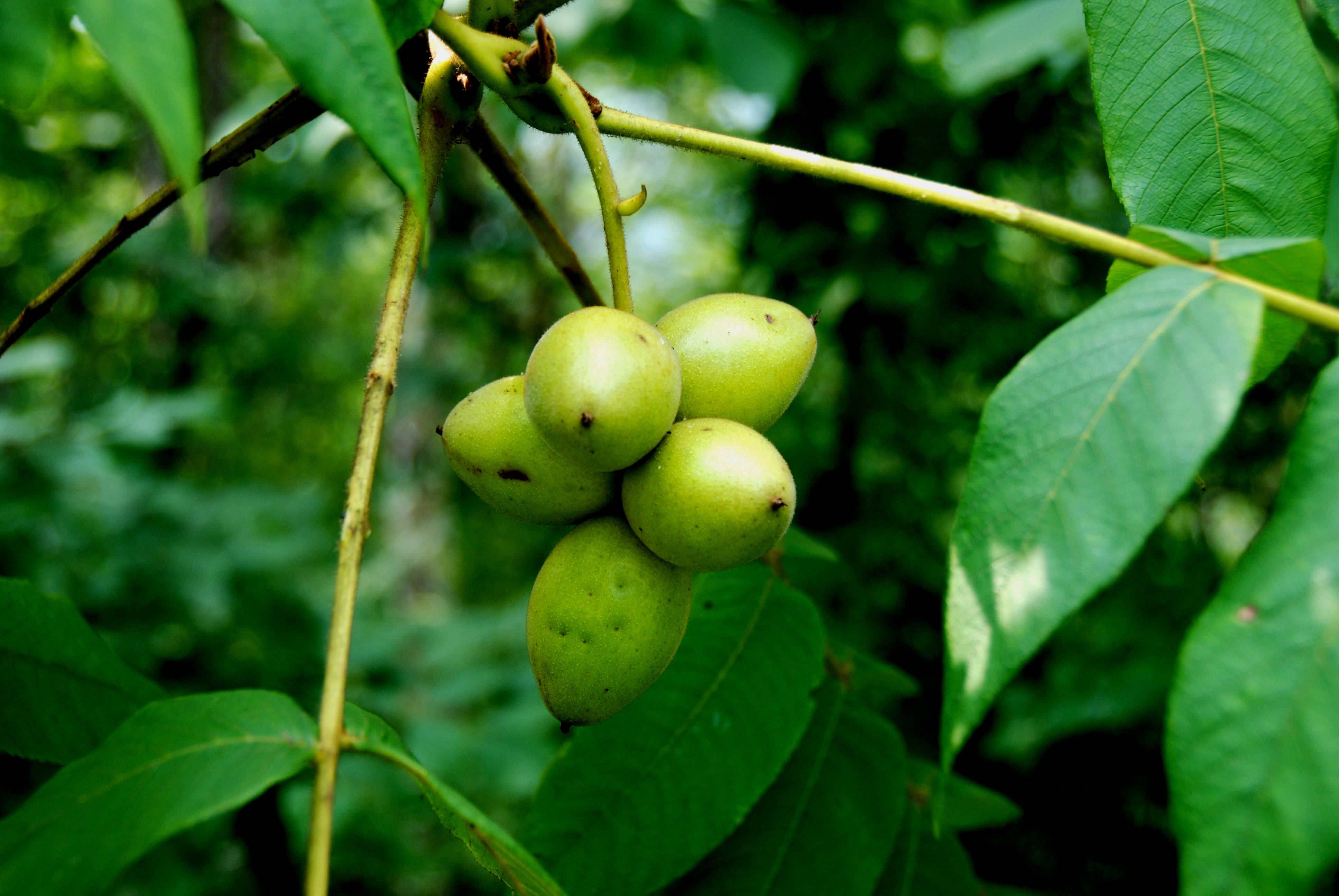 是胡桃科胡桃属的乔木植物.