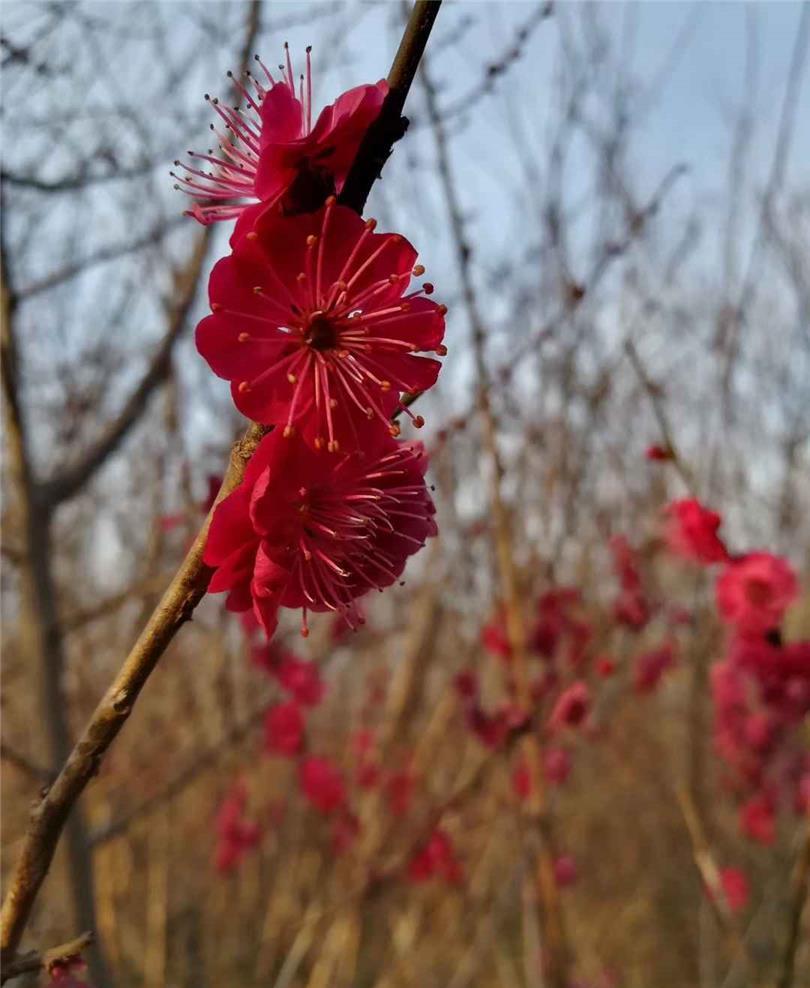 红须朱砂梅