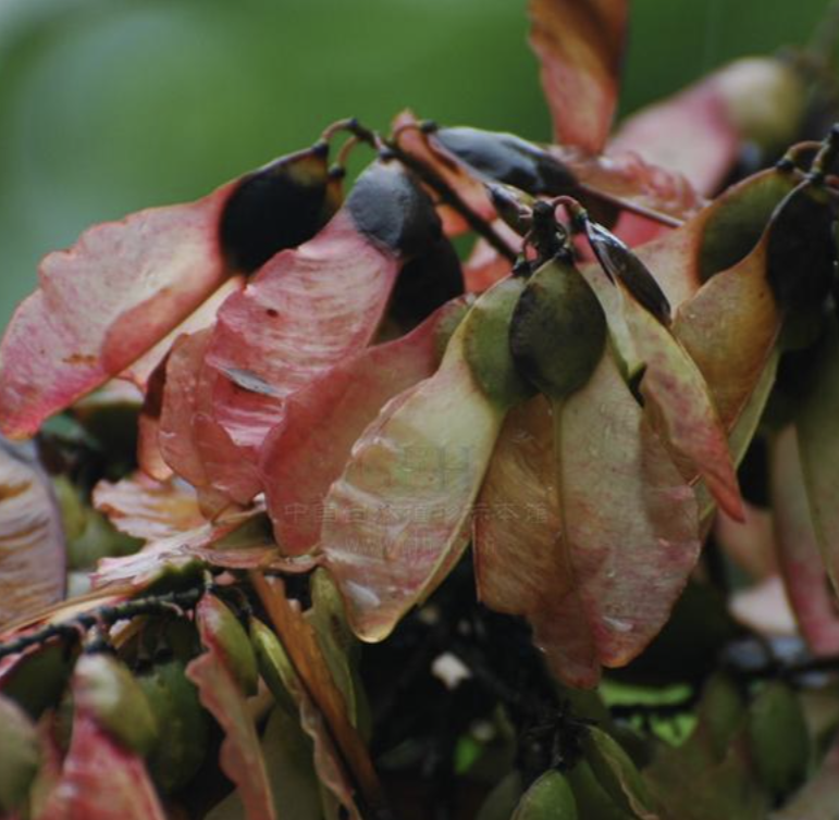 豆科老虎刺属木质藤本或攀援性灌木,高10米.