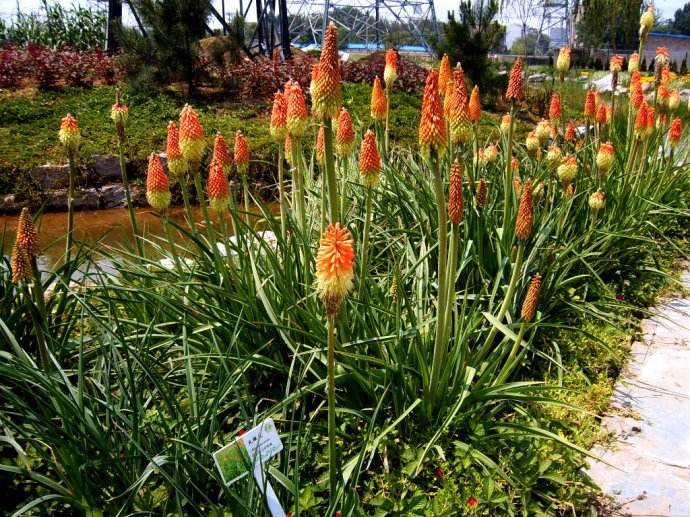 红红火火的火炬花 百科ta说