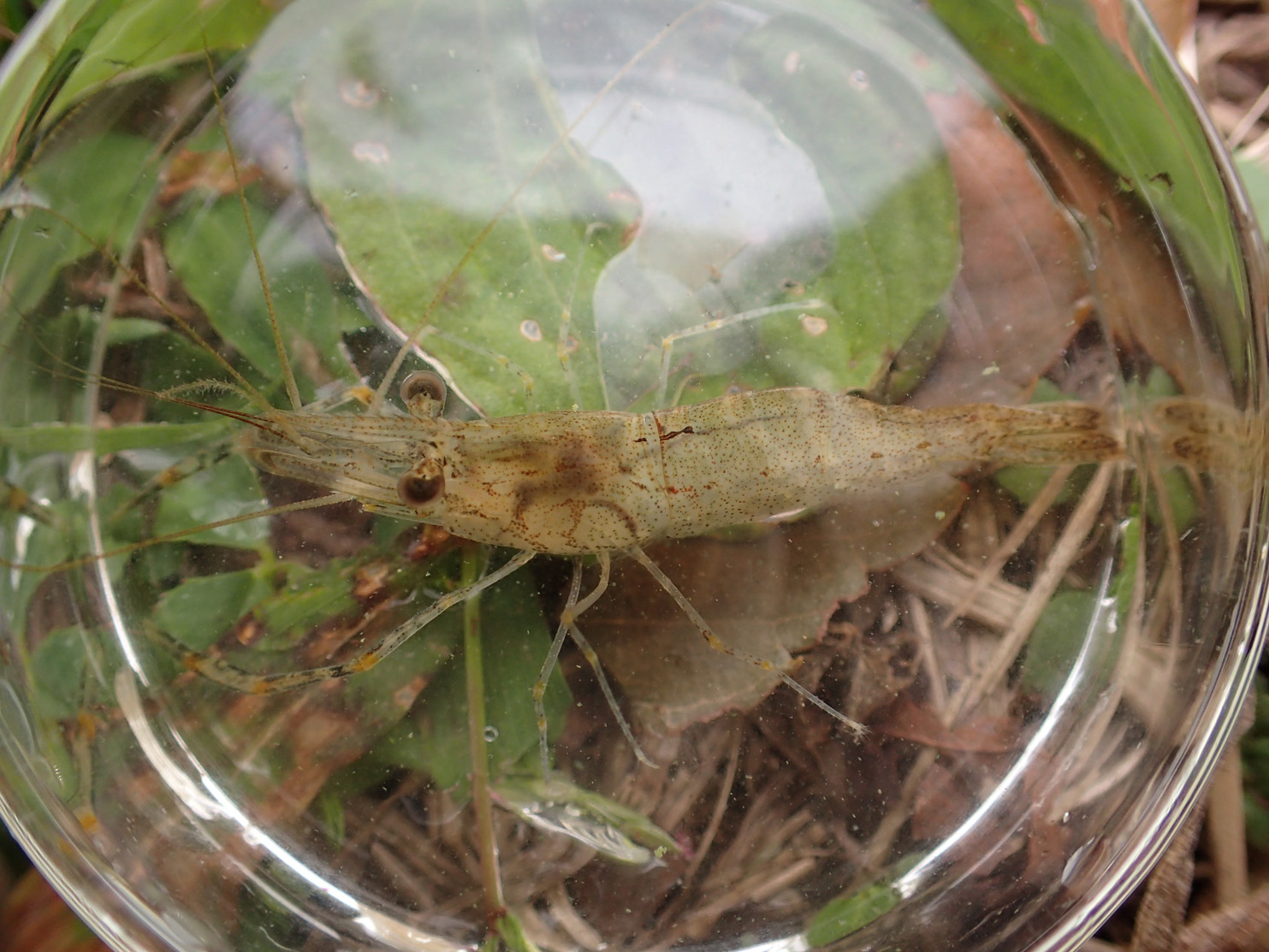 日本沼虾(学名:macrobrachium nipponense)是长臂虾科